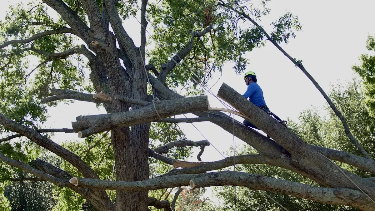 Professional Crown Thinning performed by certified arborists in La Porte City