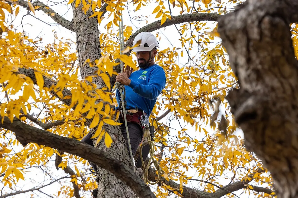 Skilled Tree Pruning crew working in La Porte City